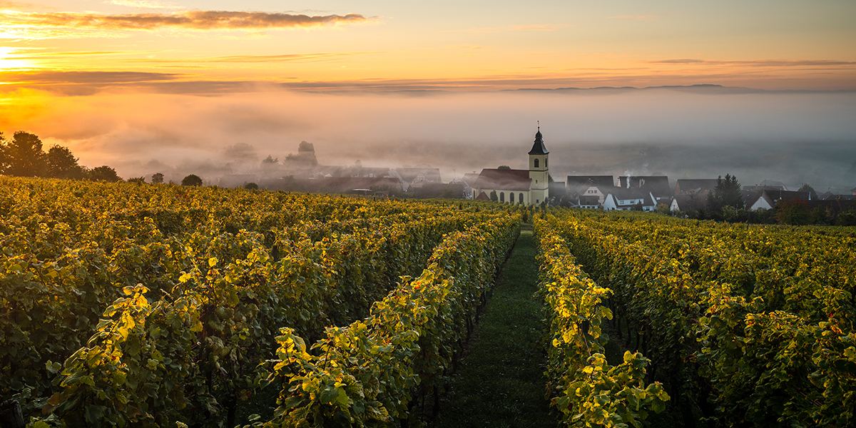 Vignoble de Cleebourg sur la Route des Vins d’Alsace